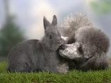 Silver Miniature Poodle Sniffing a Blue Dwarf Rabbit