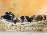 Domestic Dogs  Five Cavalier King Charles Spaniel Puppies  7 Weeks Old  Sleeping in Basket