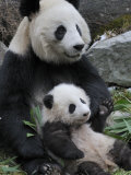 Giant Panda Mother and Baby  Wolong Nature Reserve  China