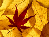 Colourful Autumnal Leaves Backlit  Cornwall  UK