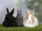Two Dwarf Rabbits and a Lion-Maned Dwarf Rabbit