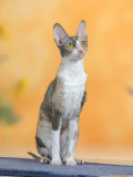 Cornish Rex Cat  Bicolor Blue-Tortie