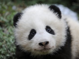 Giant Panda Baby  Aged 5 Months  Wolong Nature Reserve  China