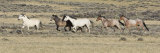 Wild Horses Mustangs  Grey Stallion Leads His Band Trotting  Divide Basin  Wyoming  USA