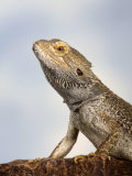 Inland Bearded Dragon Profile  Originally from Australia