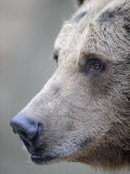 Portrait of European Brown Bear