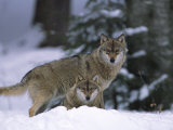 European Grey Wolves in Snow  Bayerischer Wald Np  Germany