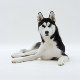 Siberian Husky Dog  Lying Down