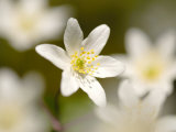 Wood Anemone  Devon  UK