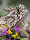 Texas Horned Lizard Adult Head Portrait  Texas  Usa  April