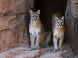 Two Puma Mountain Lion Cougar at Cave Entrance Arizona  USA