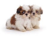 Two Shih Tzu Pups Sitting Together  7 Weeks Old