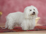 Coton De Tulear Dog Standing on Rug