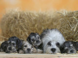 Domestic Dog  Dandie Dinmont Terrier with Four Puppies  6 Weeks