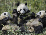 Three Subadult Giant Pandas Feeding on Bamboo  Wolong Nature Reserve  China