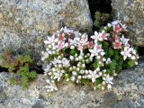 English Stonecrop Lundy Island  Devon  UK
