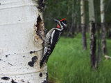 Red-Naped Sapsucker Female at Nest Hole in Aspen Tree  Rocky Mountain National Park  Colorado  USA