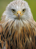 Red Kite  Iucn Red List of Endangered Species Captive  France