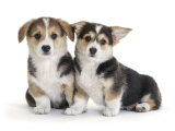 Two Pembrokeshire Welsh Corgi Pups  9 Weeks Old  Ears Starting to Prick