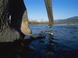 Indian Elephant Close Up of Trunk and Feet at Water Edge  Manas Np  Assam  India