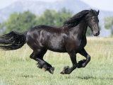 Black Friesian Gelding Running in Field  Longmont  Colorado  USA