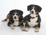 Two Entlebucher Mountain Dogs Lying Down