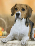 Domestic Dog  Beagle