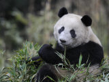 Giant Panda Feeding on Bamboo  Wolong Nature Reserve  China