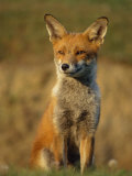 Red Fox Female Sitting Portrait Cornwall  UK