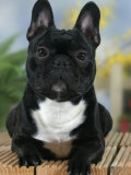 Domestic Dog  French Bulldog
