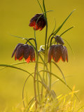 Snake's-Head Fritillary  Evening Light  Devon  UK