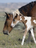 Wild Horse Mustang in Mccullough Peaks  Wyoming  USA