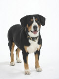 Entlebucher Mountain Dog Standing