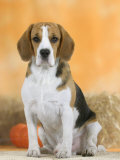 Domestic Dog  Beagle