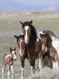 Wild Horse Mustang in Mccullough Peaks  Wyoming  USA