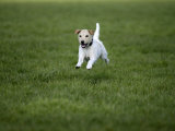 Parson Russell Terrier Running in Field
