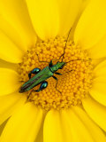 Thick-Legged Flower Beetle on Corn Marigold  Cornwall  UK