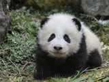 Giant Panda Baby Aged 5 Months  Wolong Nature Reserve  China