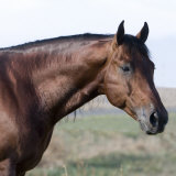 Bay Quarter Horse Stallion  Longmont  Colorado  USA