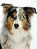 Blue-Merle Australian Shepherd Portrait with Odd Eyes