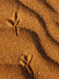 Bird's Foorprints in the Sand  Summerleaze Beach  Bude  Cornwall  UK