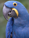 Hyacinth Macaw  Iucn Red List of Endangered Species