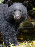 Portrait of Black Bear  Princess Royal Island  British Columbia  Canada