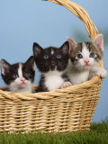 Domestic Cat  Three Kittens in a Basket