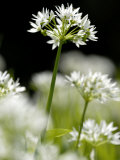 Ramson Wild Garlic Flower  Coombe Valley  Cornwall  UK