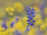 Texas Bluebonnet in Field of Wildflowers  Gonzales County  Texas