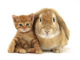 British Shorthair Red Spotted Kitten Sitting with Sandy Lop Rabbit