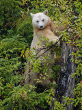 Kermode Spirit Bear  White Morph of Black Bear  Princess Royal Island  British Columbia  Canada