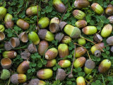 English Oak Tree Acorns on Forest Floor  Belgium