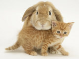British Shorthair Red Spotted Kitten with Sandy Lop Rabbit